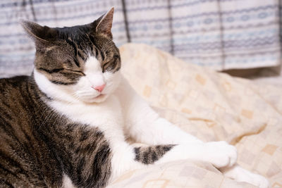 Close-up of a cat resting on bed