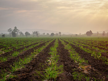 Scenic view of agricultural field against sky during sunset