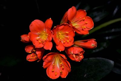 Close-up of red flowering plant against black background