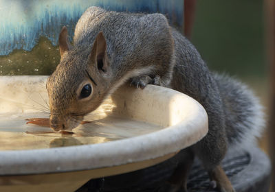 Close-up of squirrel