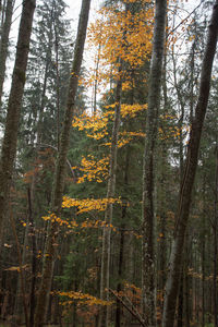 Pine trees in forest during autumn