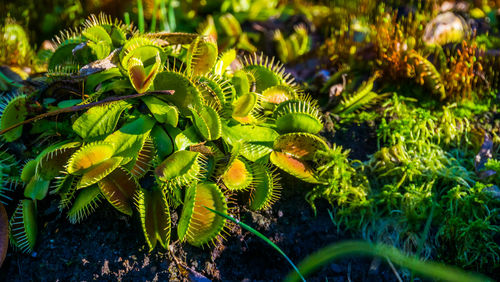 Close-up of fresh green plant