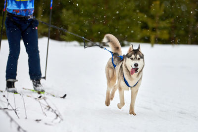 Skijoring dog racing. winter dog sports competition. siberian husky dog pulls skier. active skiing