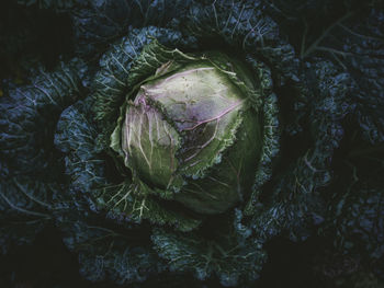 Full frame shot of cabbage