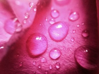 Close-up of pink flower