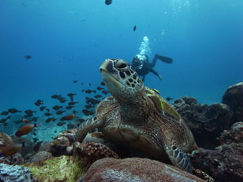 View of turtle in sea