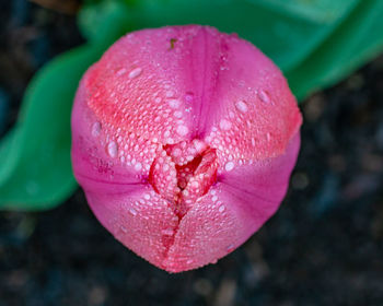 Close-up of wet pink rose flower