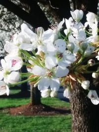 Close-up of white flowers on tree