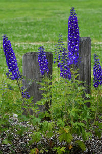 Purple flowering plants on field