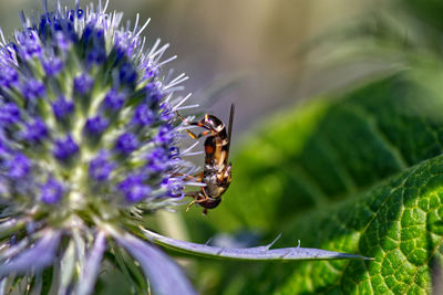 Close-up of bee pollinating on purple flower