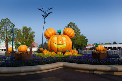 View of pumpkins against clear sky