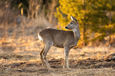 Deer in a forest