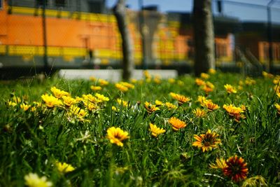 Close-up of flowers blooming in field