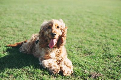 Dog relaxing on grassy field