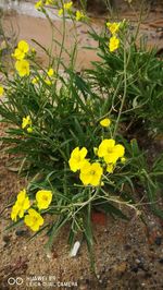 Yellow flowers growing on plant
