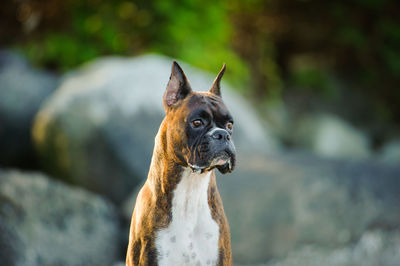 Close-up of dog looking away while standing against rock formation