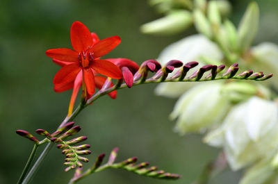 Close-up of flower blooming outdoors