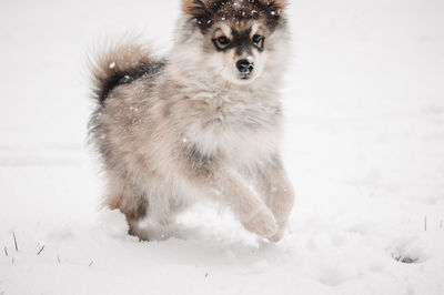 Portrait of puppy dog in snow