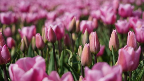 Close-up of red tulips buds and blossoms on field