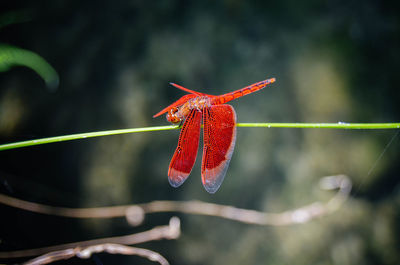 Close-up of insect on plant