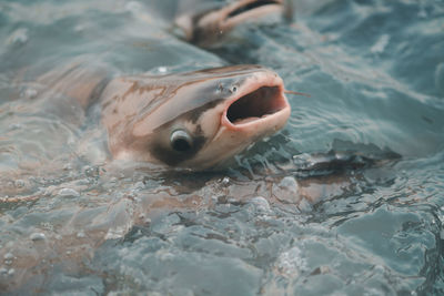 Close-up of fish swimming in sea