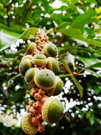 Close-up of fruits growing on tree