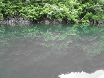 Reflection of trees in water