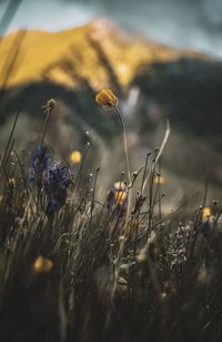 Close-up of flowering plants on field