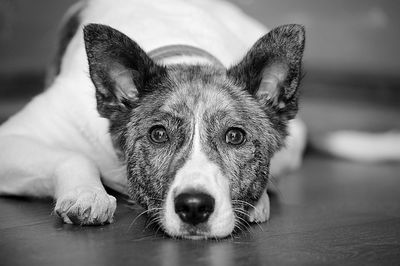 Portrait of dog relaxing on floor at home