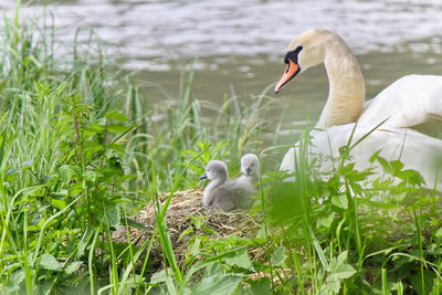 Swan in a lake