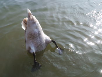 High angle view of seagull swimming in lake