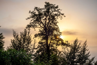 Low angle view of silhouette tree against sky during sunset