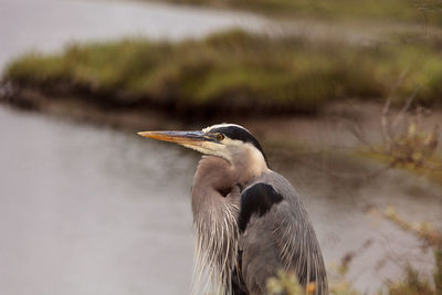 Great blue heron bird, ardea herodias, in the wild, foraging in a lake in huntington beach, calif