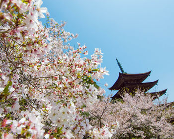 Low angle view of pagoda with cherry tree against clear sky
