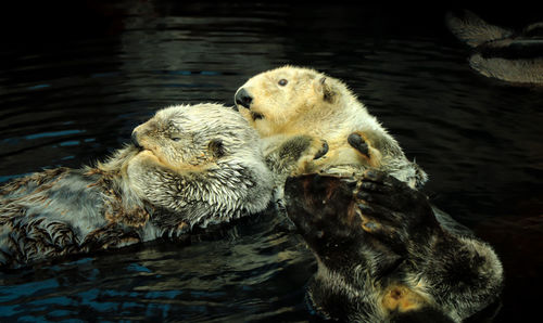 Sea otter couple posing in the water