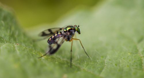 Close-up of insect