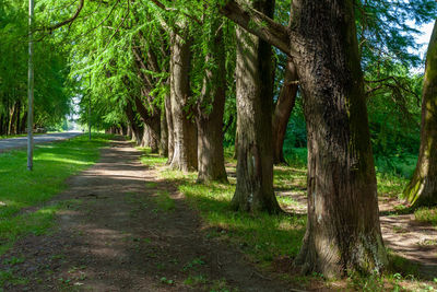 Footpath amidst trees in forest