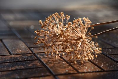 Close-up of dried plant on wood