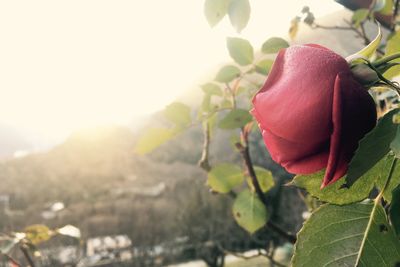 Close-up of flower growing on tree against sky