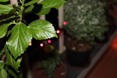 Close-up of leaves on plant