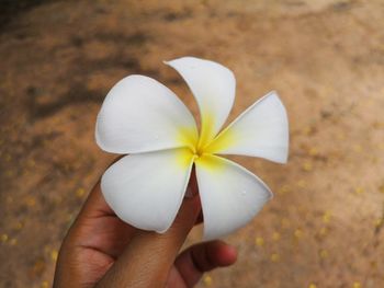 Close-up of hand holding white rose