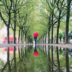 Close-up of pink flowers on tree