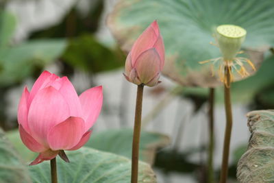 Close-up of pink lotus 