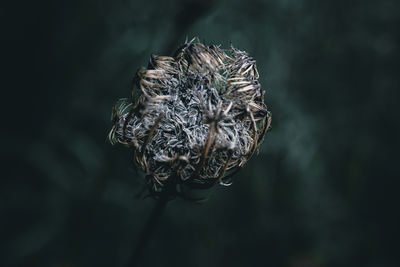 A close up of a dry queen anne's lace flower