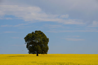 Trees on field against sky