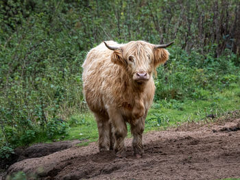 Cow standing in a field