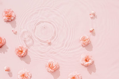 Pink roses, drops and waves on the surface of the water. water abstract background