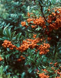 Close-up of orange fruits on tree