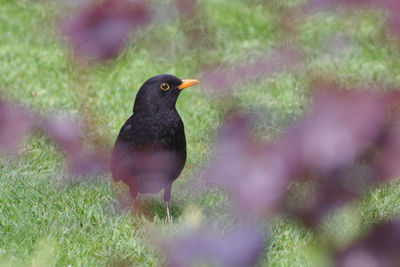 Blackbird standing on grass