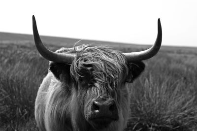 Highland cattle, close-up